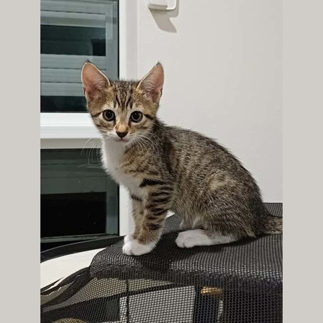 Photo of Winston 2 
