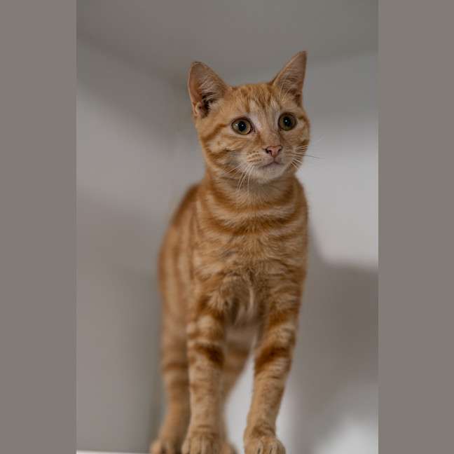 Photo of Honey