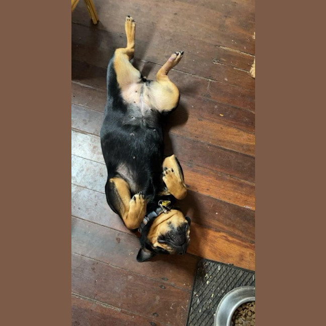 Photo of Marshmallow