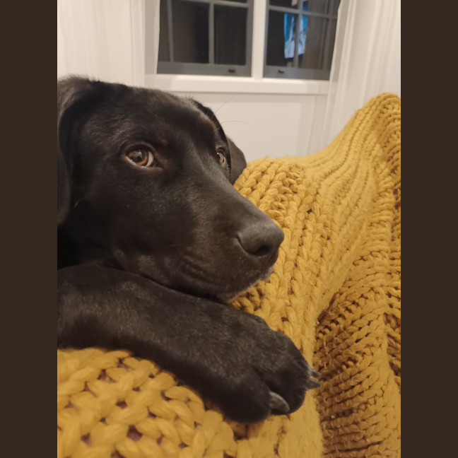 Photo of Waldorf