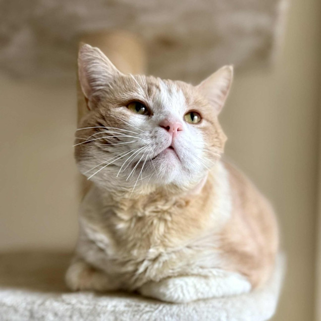 Photo of Trevor   In Foster In Flemington