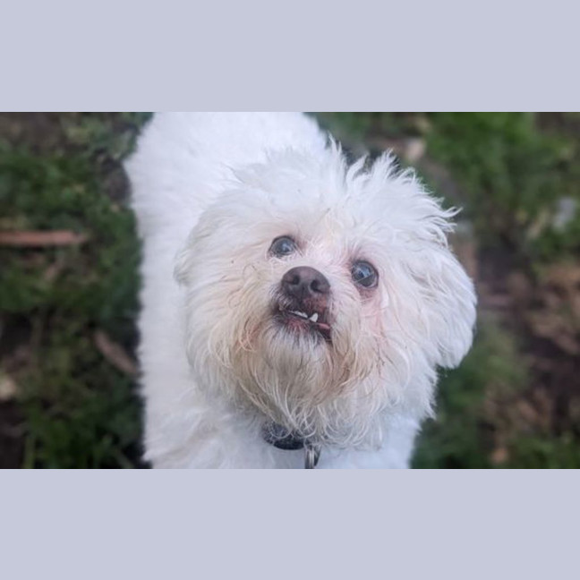 Photo of Gizmo