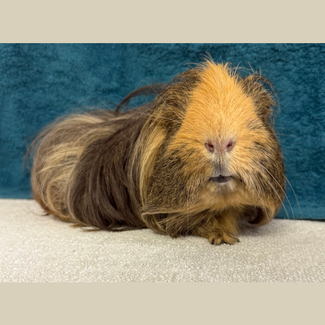 Photo of Shaggy