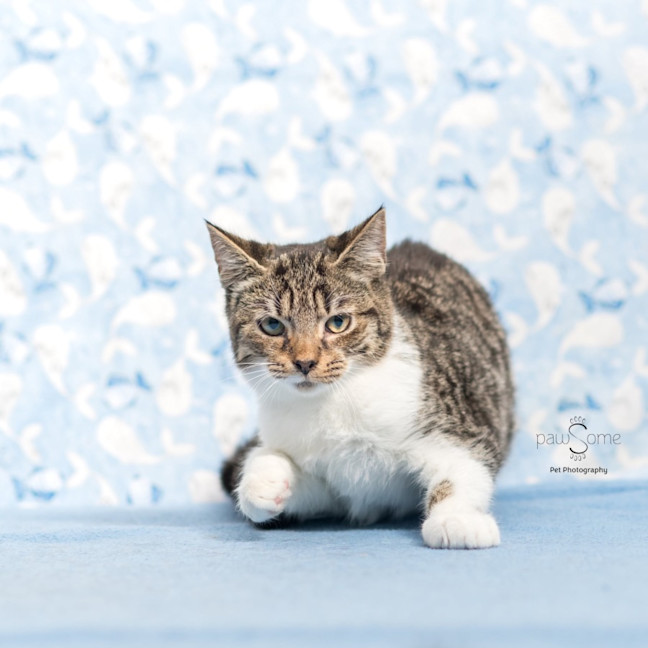 Photo of Atlas **2nd Chance Cat Rescue**