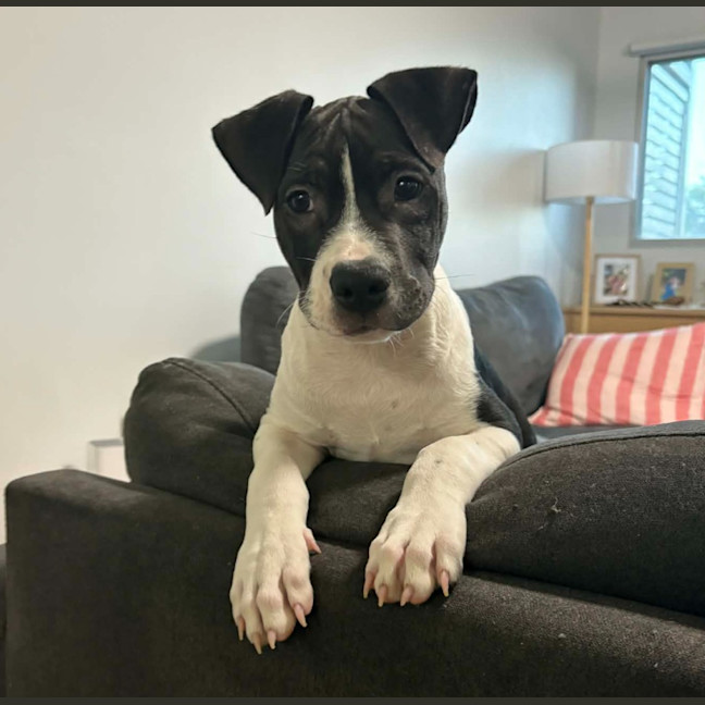 Photo of Dagger