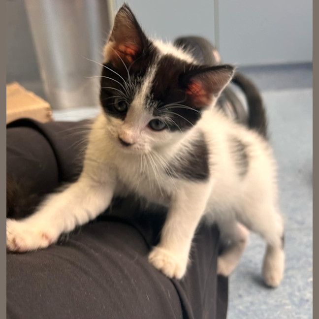 Photo of Zorks   In Foster Care In Ashburton