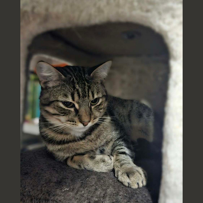 Photo of Remi *9 Lives Project Rescue*