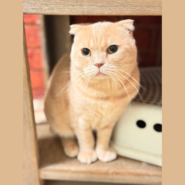 Photo of Odean