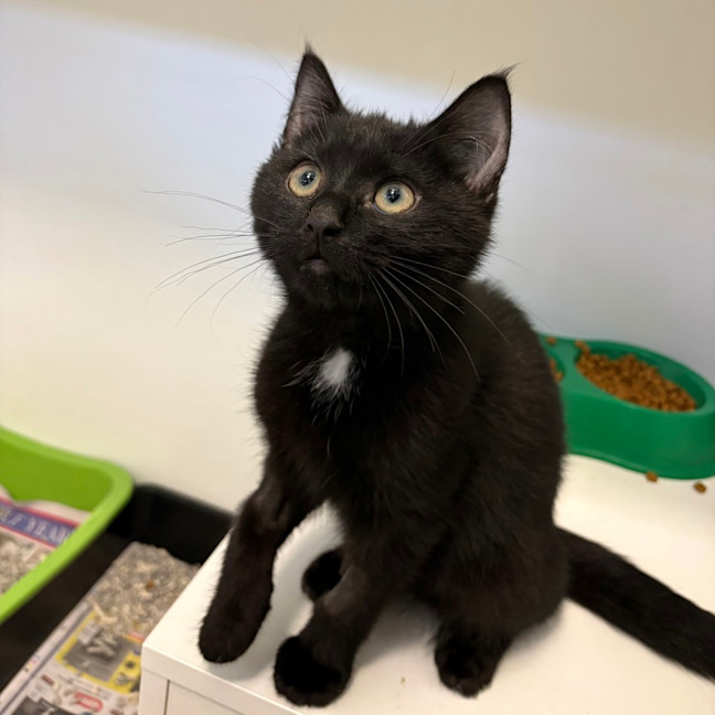 Photo of Pinot