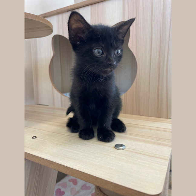 Photo of C1573 Franki