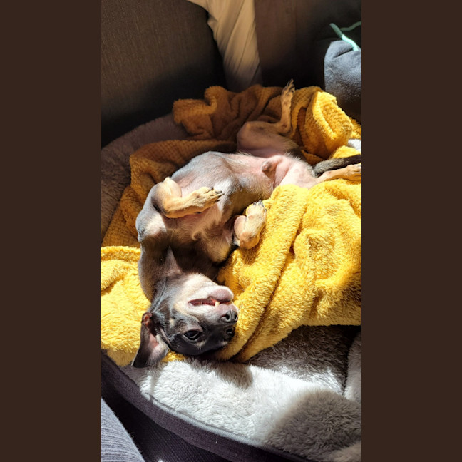 Photo of Rocky And Hugo