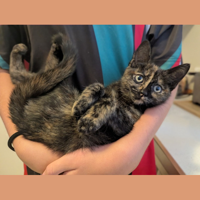 Photo of Nyx