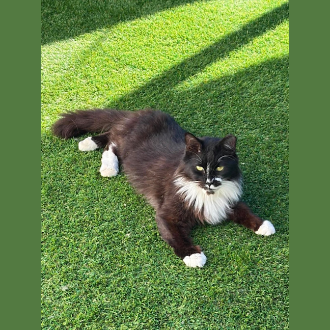 Photo of Bella