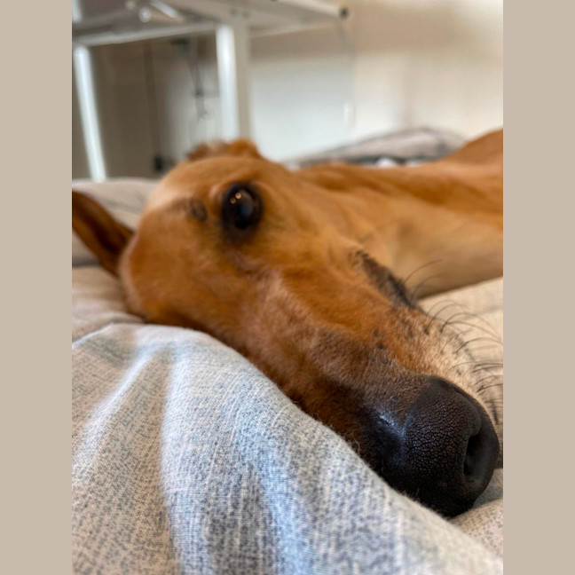 Photo of Rusty, The Greyhound