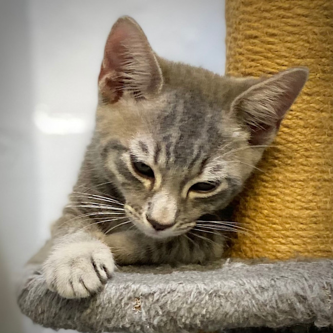 Photo of Bandit
