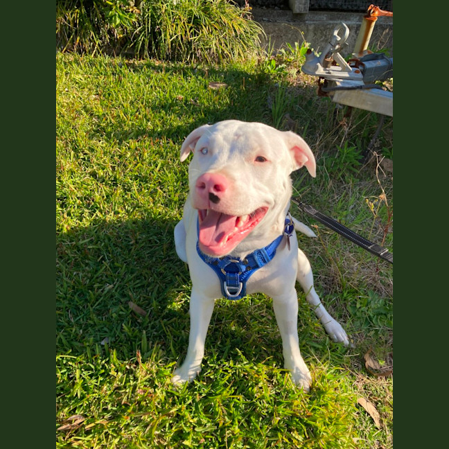 Photo of Casper   11 Month Old Staffy X