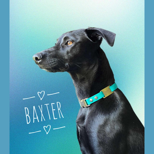 Photo of Baxter 