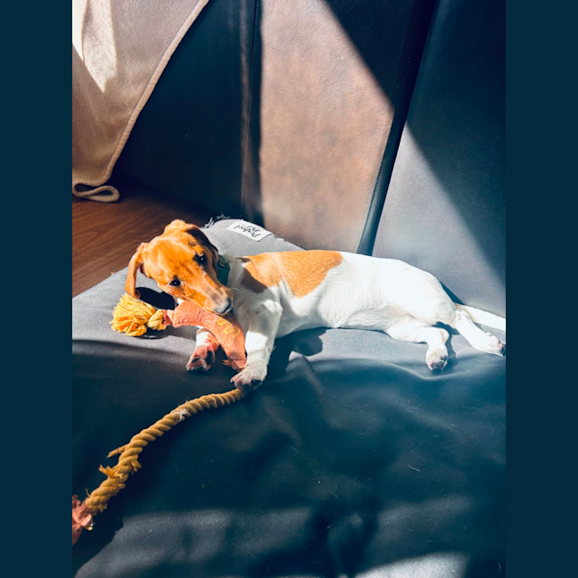 Photo of Lucy