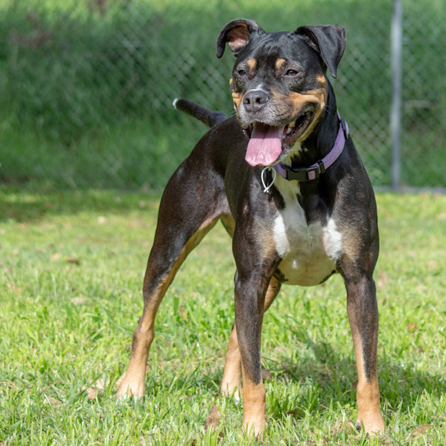 Photo of Sadie