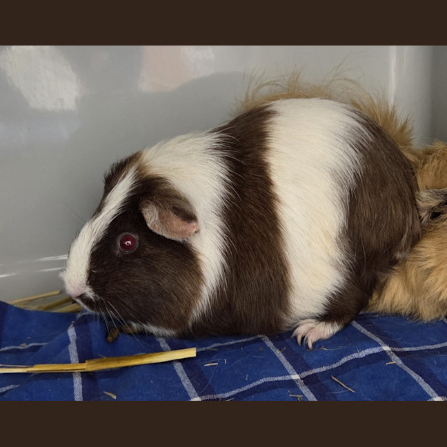 Photo of Oreo