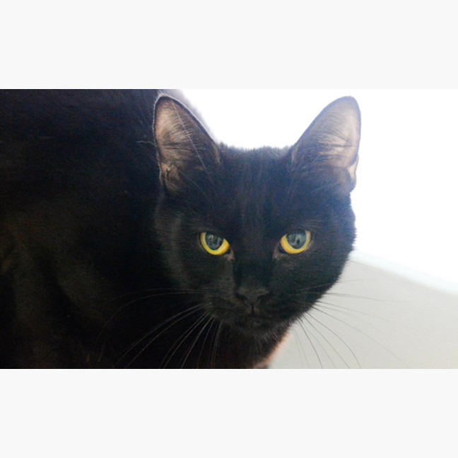 Photo of Queenie