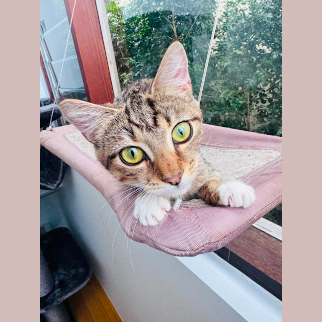 Photo of Buttercup