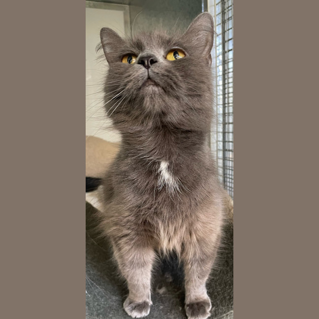 Photo of Calli