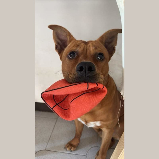 Photo of Red Dog