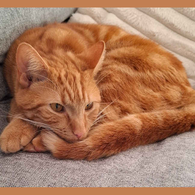 Photo of Simba