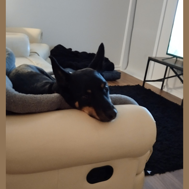 Photo of Molly   4 Year Old Kelpie (On Hold)