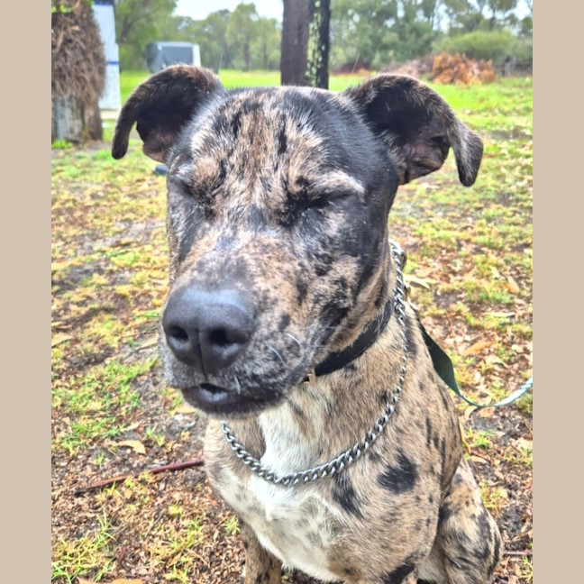 Photo of Louie