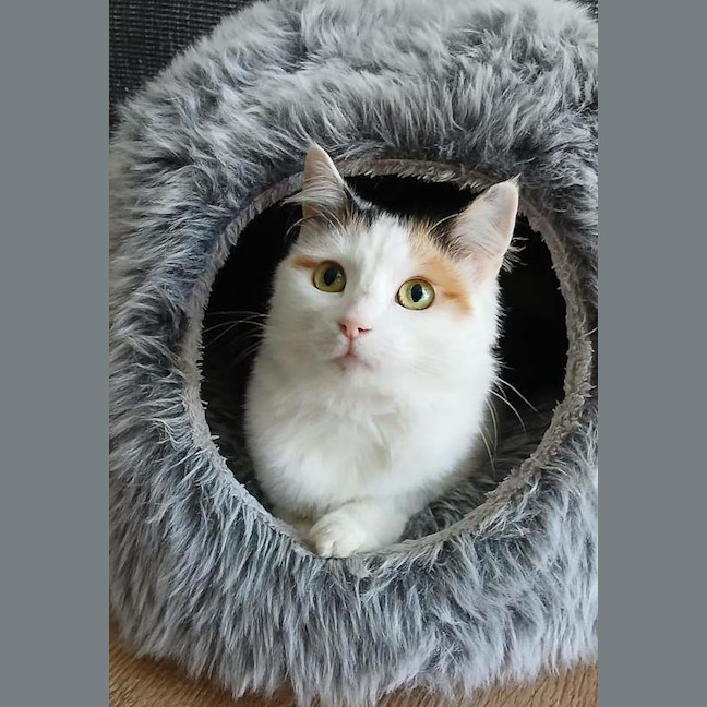 Photo of Dolly