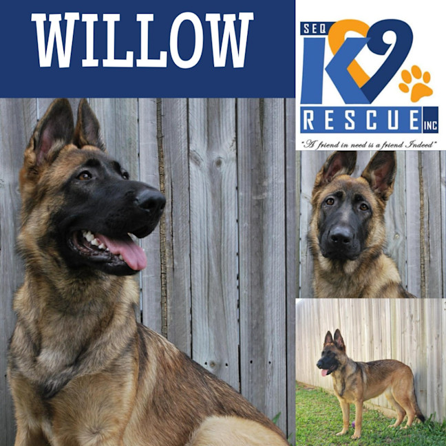 Photo of Willow