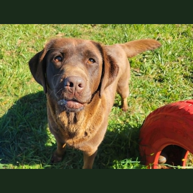 Photo of Olive