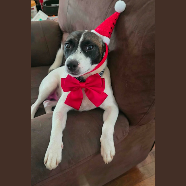 Photo of Milo