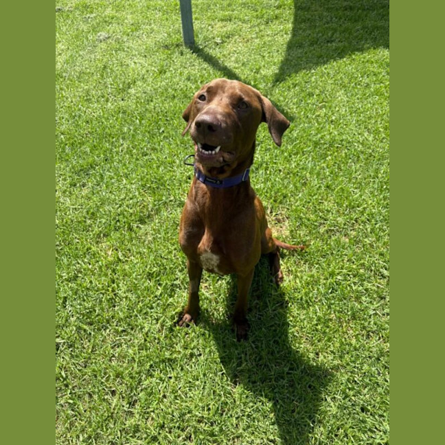 Photo of Barley