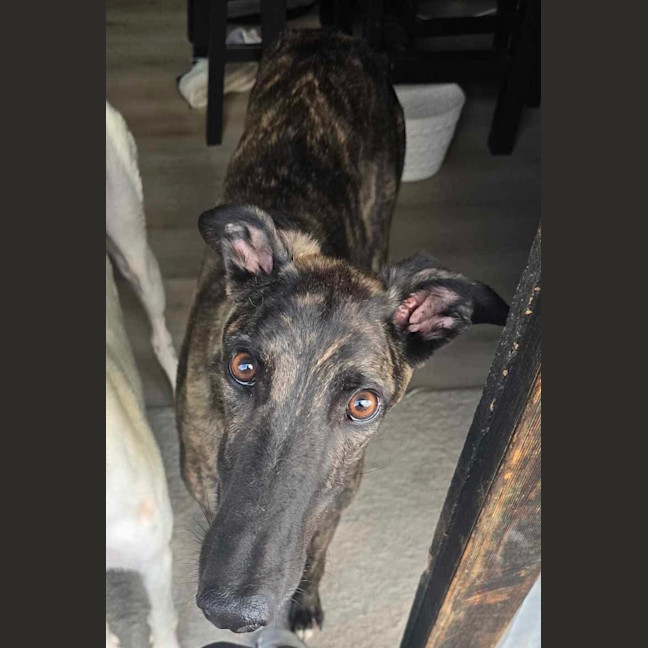 Photo of Claude The Greyhound