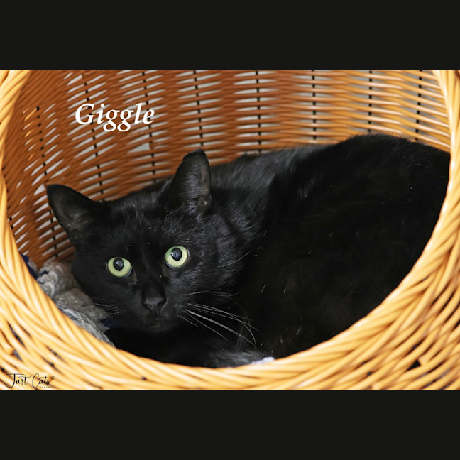 Photo of Giggle   Foster To Adopt