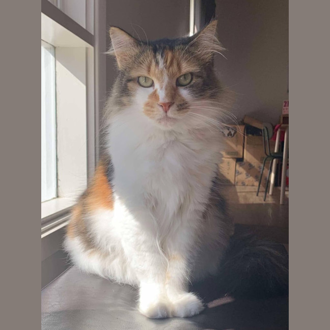 Photo of Cherry