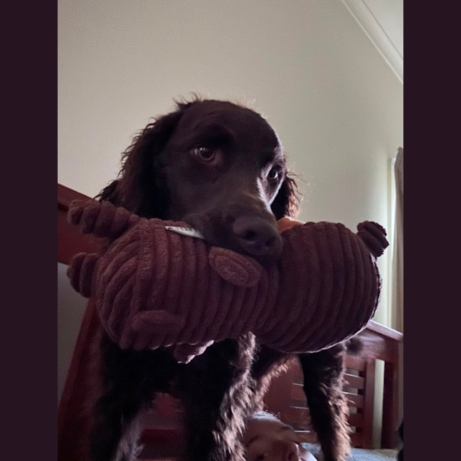 Photo of Angus