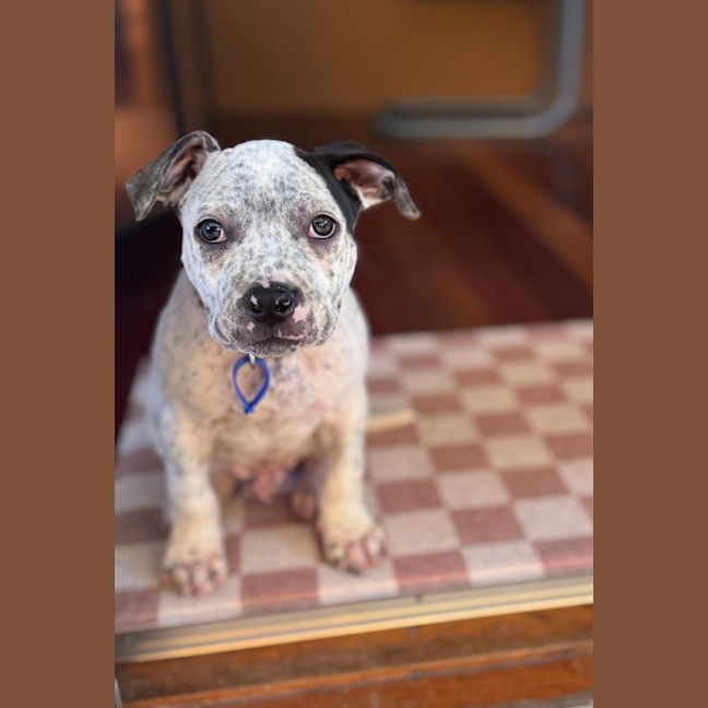 Photo of Charlie   10 Week Old Cattle Dog X