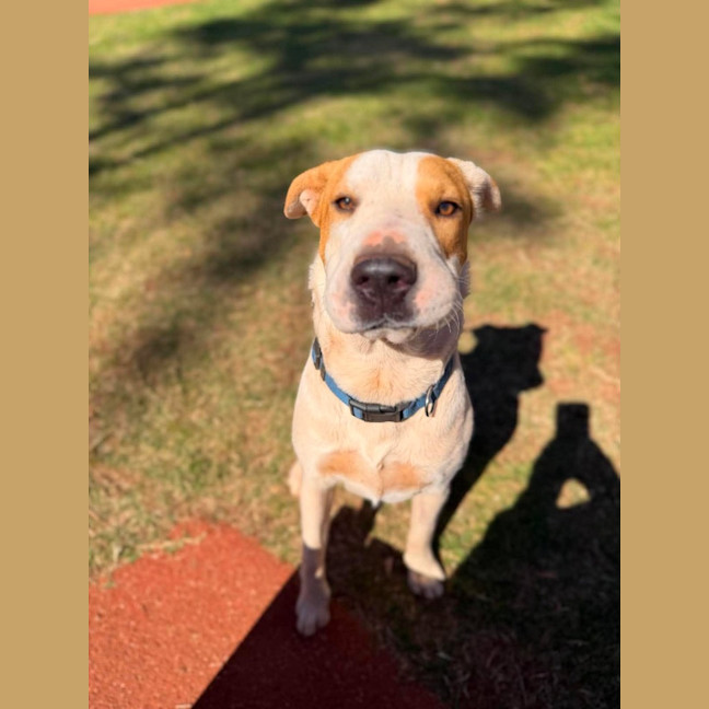 Photo of Toffee Twist