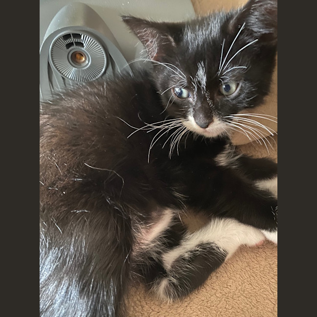 Photo of Foxy Socks Buu