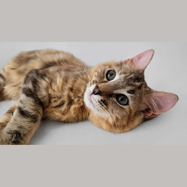 Photo of Skittles 