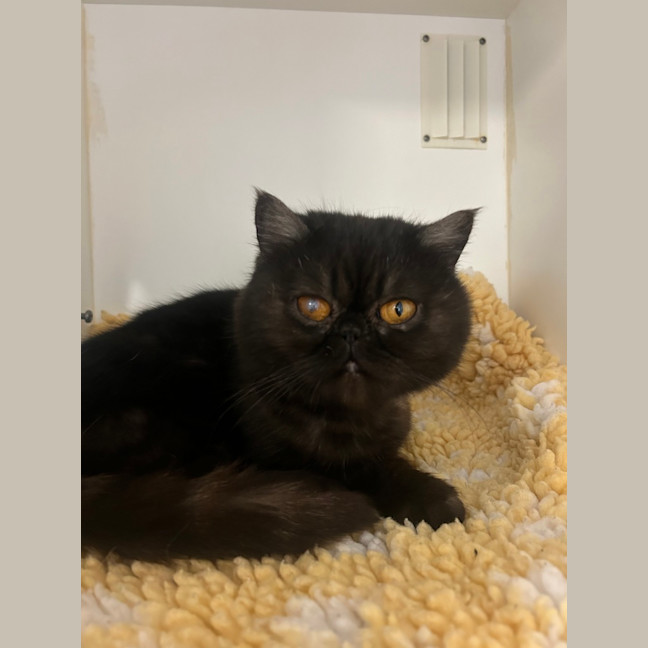 Photo of Bonni