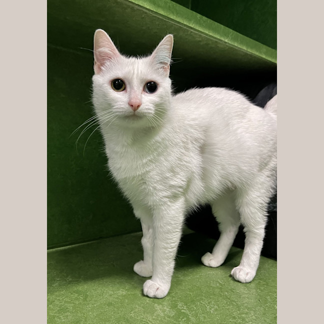 Photo of Pearl