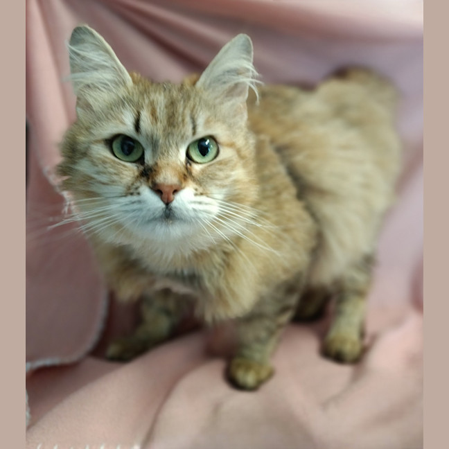 Photo of Tawny / Cat 18