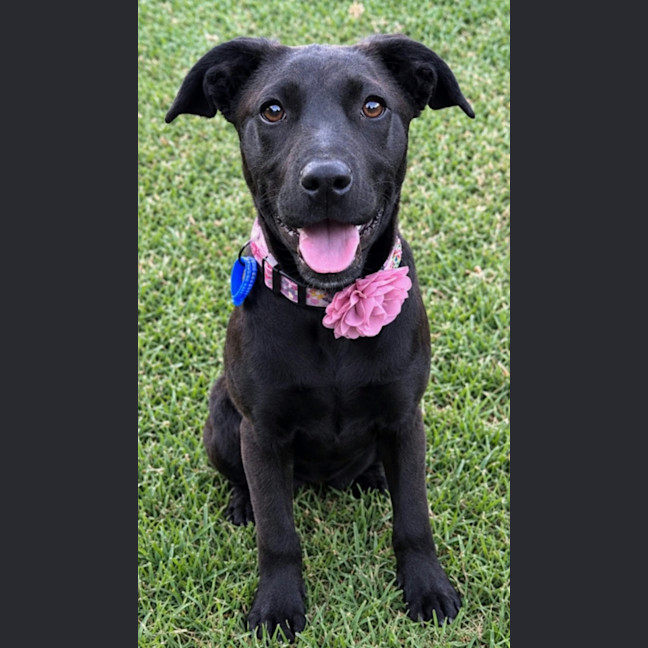 Photo of Hope   5 Month Old Mixed Breed