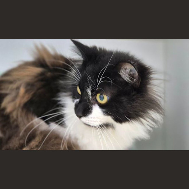 Photo of Marshmellow
