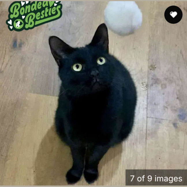 Photo of Twisty   In Foster Care In Thornbury